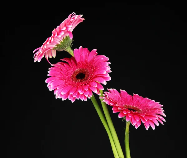 Розовые цветки герберы на черном фоне — стоковое фото