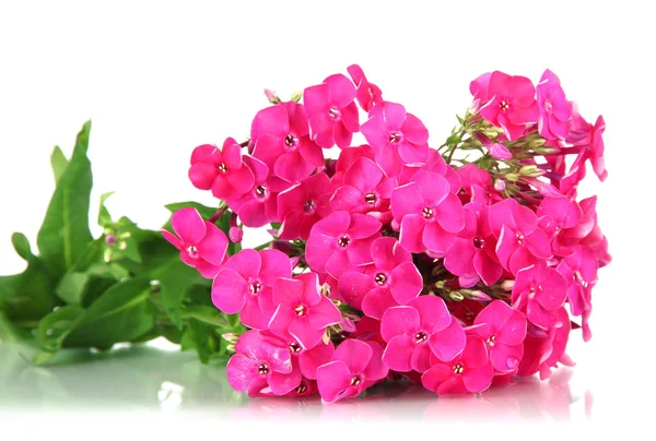 Schöner Phlox-Strauß isoliert auf weiß — Stockfoto