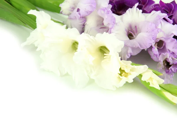 Schöne Gladiolenblüte aus nächster Nähe — Stockfoto