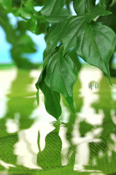 पाण्यात प्रतिबिंबित हिरव्या पाने — स्टॉक फोटो, इमेज
