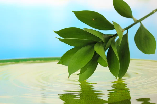 Green leaves with reflection in water — Stock Photo, Image
