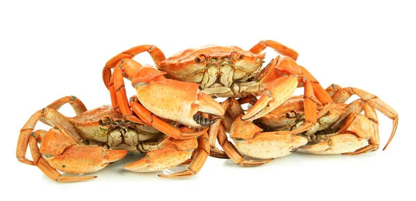 Crabes bouillis isolés sur blanc — Photo