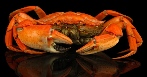 Boiled crab isolated on black — Stock Photo, Image