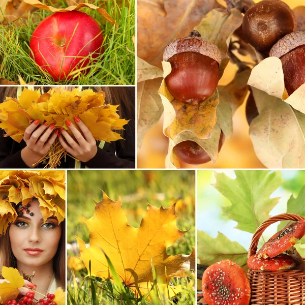 秋の自然のコラージュ — ストック写真