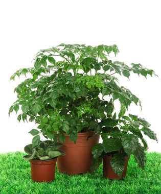 Tencere üzerinde çim beyaz zemin üzerine güzel çiçekler