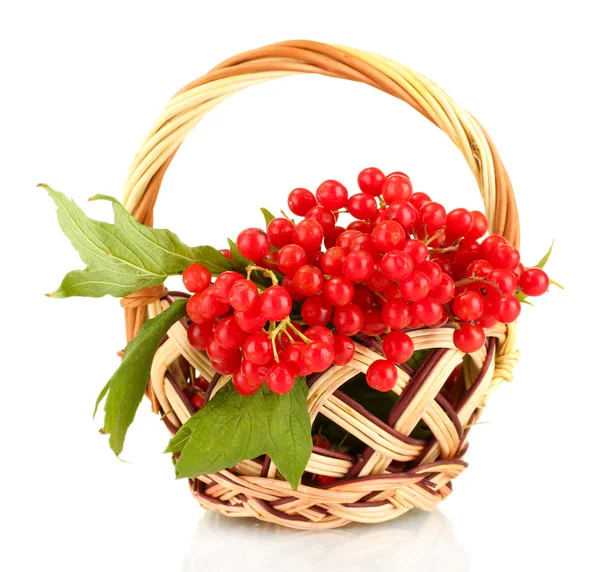 Ripe viburnum in a wicker basket isolated on white — Stock Photo, Image