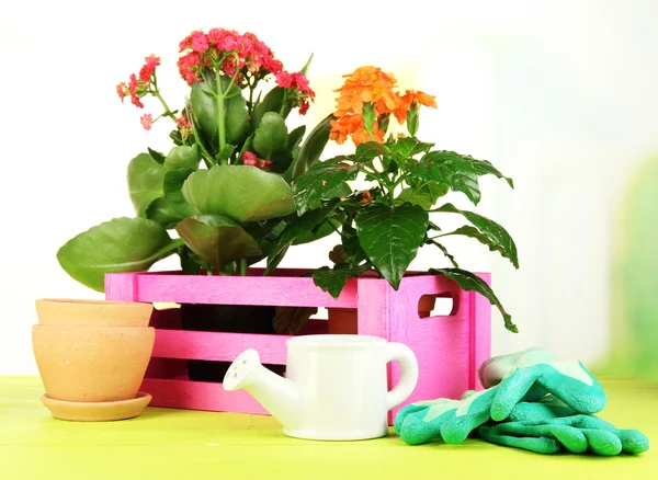 Lindas flores em vasos na mesa de madeira no fundo natural — Fotografia de Stock