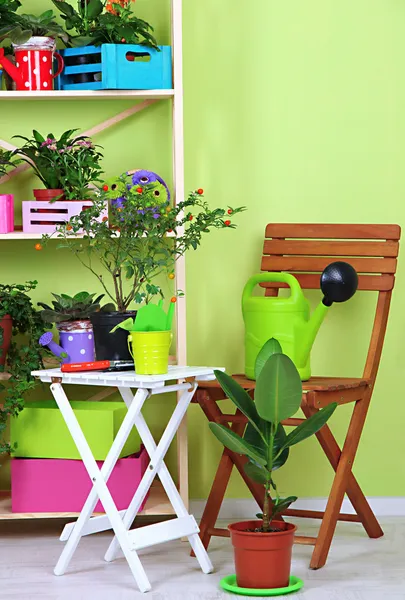 Muchas flores hermosas en macetas en la habitación — Foto de Stock