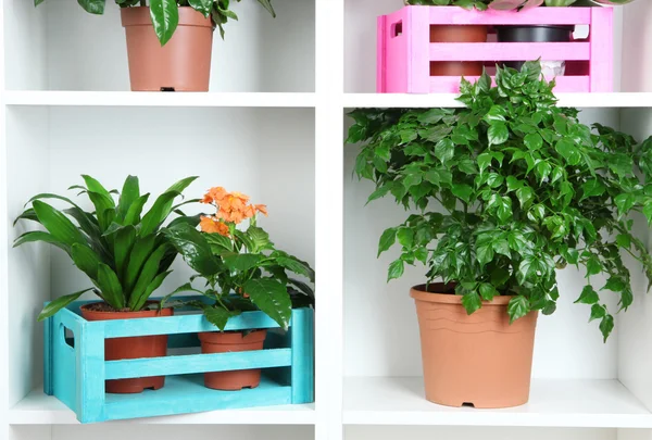 Beautiful flowers in pots on white shelves close-up — Stock Photo, Image