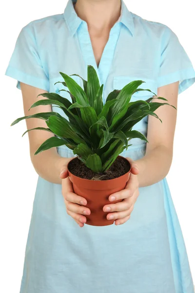 Beautiful flower in pot in hands of girl isolated on white — Stock Photo, Image