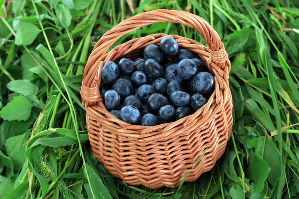 Bleuets dans un panier en bois sur herbe — Photo