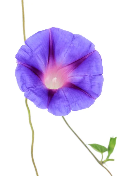 Blume des Blauen Konvolus (Bindweed), isoliert auf weiß — Stockfoto