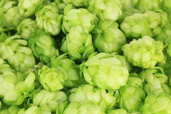 Fresh green hops, close up — Stock Photo, Image
