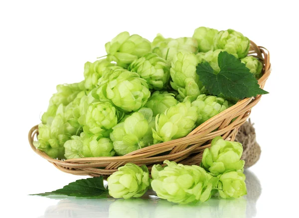 Fresh green hops in wicker basket, isolated on white — Stock Photo, Image