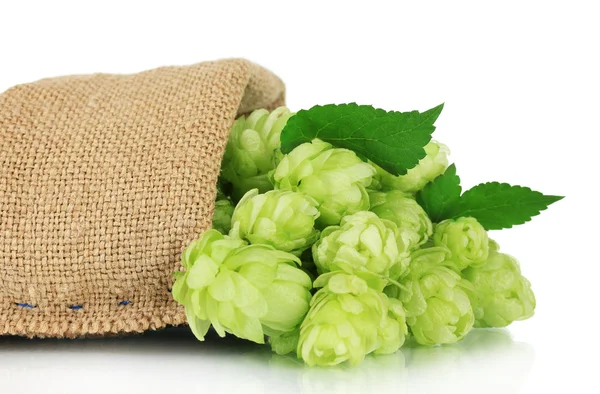 Fresh green hops in burlap bag, isolated on white — Stock Photo, Image