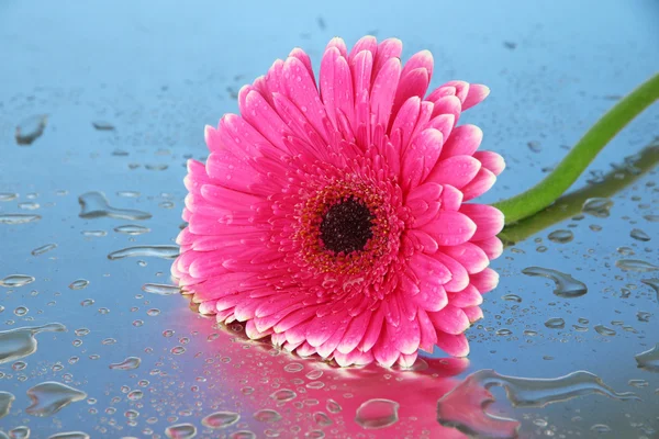 Vacker rosa gerbera blomma, närbild — Stockfoto