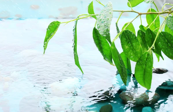 Hojas verdes con reflejo en el agua —  Fotos de Stock