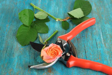 Bahçe secateurs ve gül ahşap masa yakın çekim üzerinde