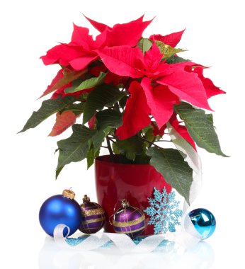 beyaz izole Noel topları ile güzel yılbaşı çiçeği
