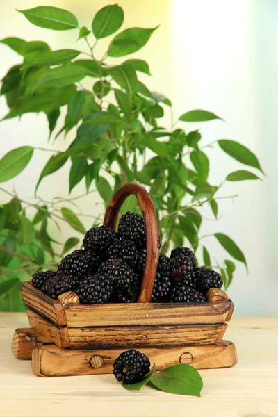 Mûres mûres mûres dans le panier sur table en bois sur fond naturel — Photo