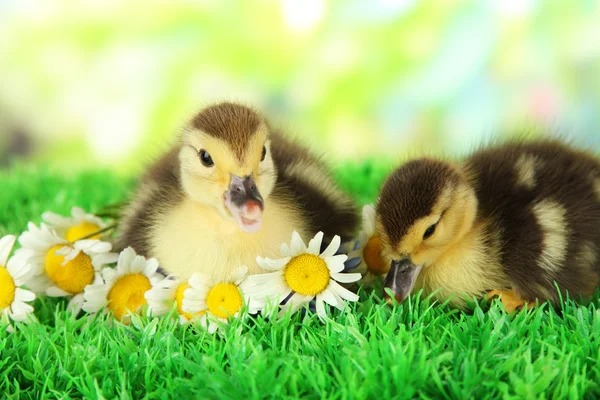 Lindos patitos sobre hierba verde, sobre fondo brillante —  Fotos de Stock