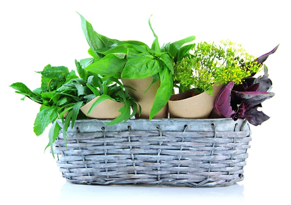 Fresh herbs in basket, isolated on white — Stock Photo, Image