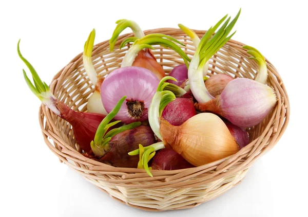 Cebollas germinantes en cesta aisladas sobre blanco — Foto de Stock