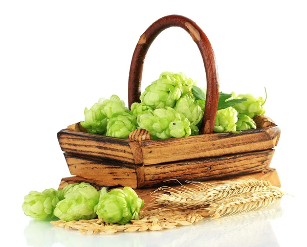 Fresh green hops in wooden basket and barley, isolated on white — Stock Photo, Image