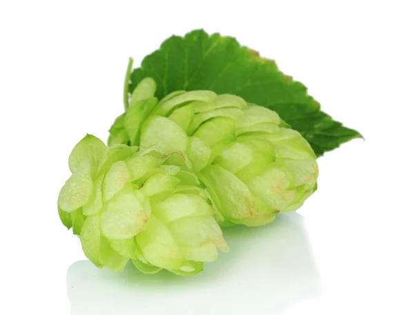 Fresh green hops, isolated on white — Stock Photo, Image