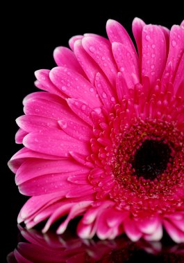 Siyah arka planda güzel pembe gerbera çiçeği