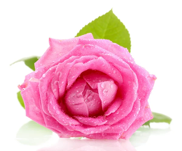Ροζ τριαντάφυλλο με σταγόνες που απομονώνονται σε λευκό — Φωτογραφία Αρχείου