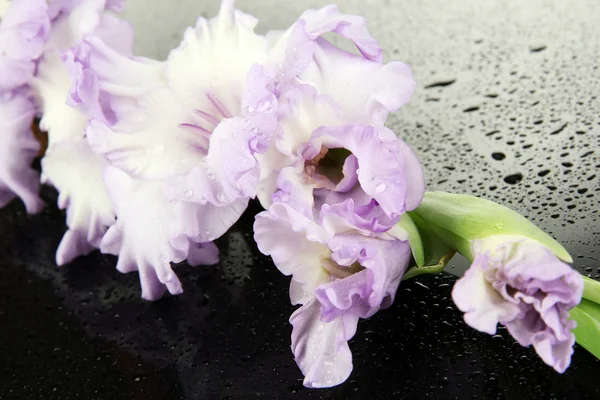 Schöne Gladiolenblume auf schwarzem Hintergrund — Stockfoto