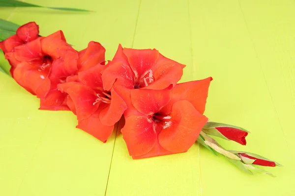 Bela flor gladíolo no fundo de madeira — Fotografia de Stock