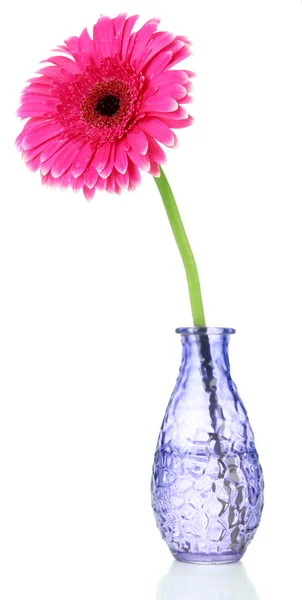 Hermosa flor rosa gerbera en jarrón aislado en blanco —  Fotos de Stock