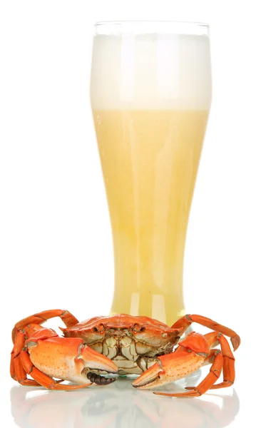 Варёный краб и пиво, изолированные на белом — стоковое фото