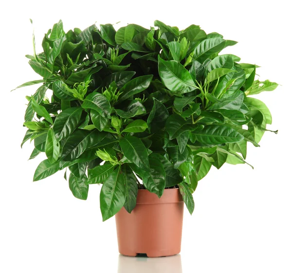Beautiful flower in pot isolated on white — Stock Image Beautiful flower in pot isolated on white Stock Photo