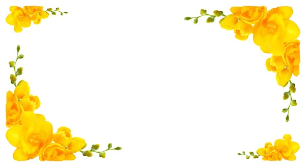 Gyönyörű sárga frézia keret — Stock Fotó
