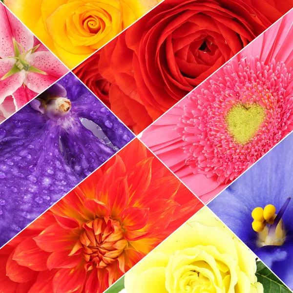 Koláž různých květinových záhonů — Stock fotografie
