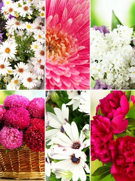 Collage of beautiful flowers — Stock Photo, Image