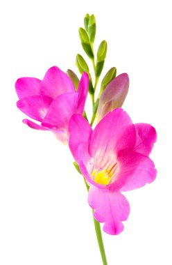 güzel Frezya çiçeği, Whit üzerinde izole