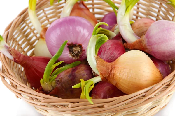 Zwiebelkeimen im Korb in Großaufnahme — Stockfoto