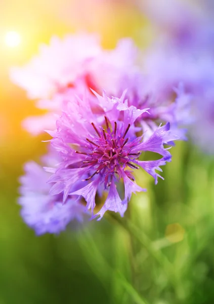 Beautiful cornflowers, outdoors — Stock Photo, Image