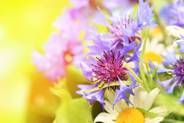 Beautiful cornflowers and chamomiles close up — Stock Photo, Image