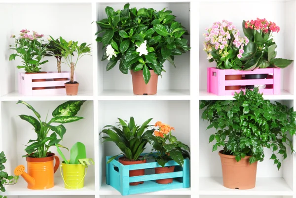 Beautiful flowers in pots on white shelves close-up — Stock Photo, Image