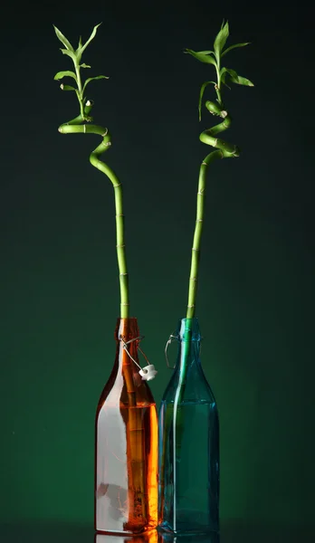 Bambu em garrafa no fundo brilhante — Fotografia de Stock