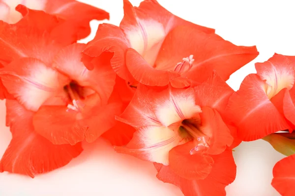 Красива квітка гладіолуса крупним планом — стокове фото