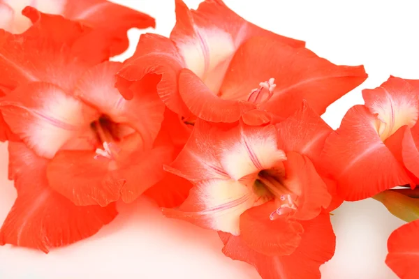 Bela flor gladiolus de perto — Fotografia de Stock