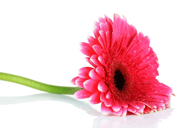 Hermosa flor de gerberas rosa aislada en blanco —  Fotos de Stock