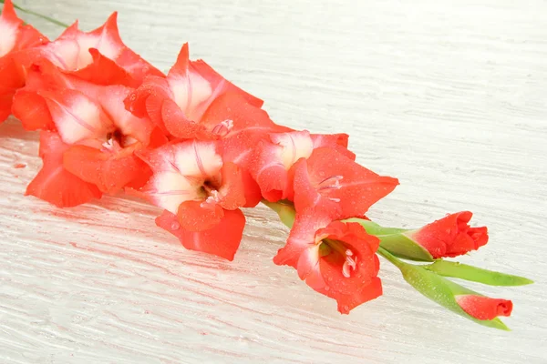 Bela flor gladiolus de perto — Fotografia de Stock