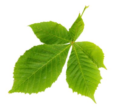 beyaz izole yaprak yeşil